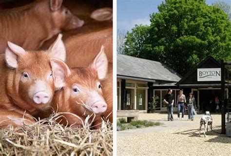 Ginger piggery - Skip to main content. Review. Trips Alerts